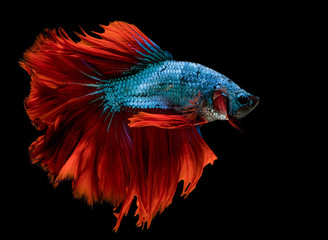 beautiful tail of red & blue fish