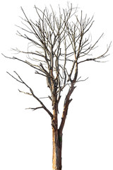 Fototapeta na wymiar Dead tree or dry tree isolated on white background with clipping path.