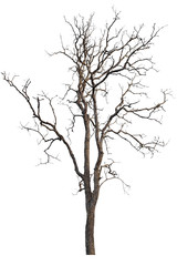 Dead tree or dry tree isolated on white background with clipping path.