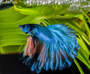 betta ,siamese fighting fish