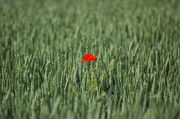 Poppy flowers in a field
