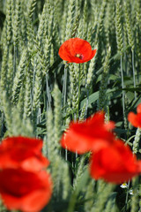 Poppy flowers in a field