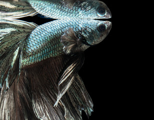 closeup of small  fighting fish