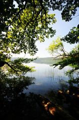 Obraz na płótnie Canvas view to Laacher See lake with its trees.
