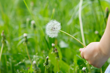 little girl blowing on a dandelion