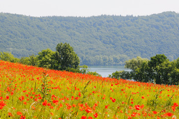 Poppy field in near of volcano Laacher See lake.