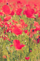 poppy field in summertime
