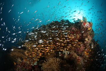 Fototapeta na wymiar coral life diving Underwater Papua New Guinea Pacific Ocean
