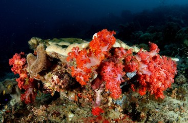 Fototapeta na wymiar coral life diving Underwater Papua New Guinea Pacific Ocean