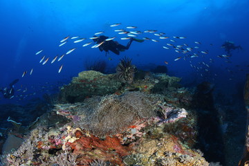 coral life diving Underwater Papua New Guinea Pacific Ocean
