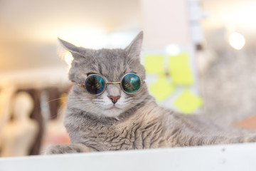 Cat fashion with sun glasses
