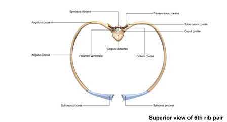 Superior view of 6th rib pair