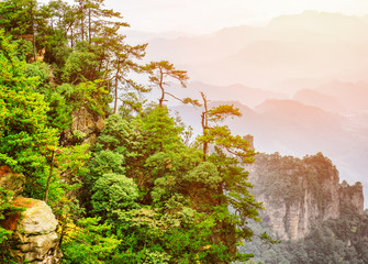 Trees growing on top of rock, Avatar Mountains. Toned image