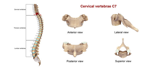 Cervical vertebrae C7 - obrazy, fototapety, plakaty