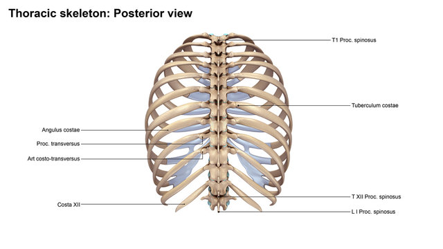Thoracic Skeleton Posterior view