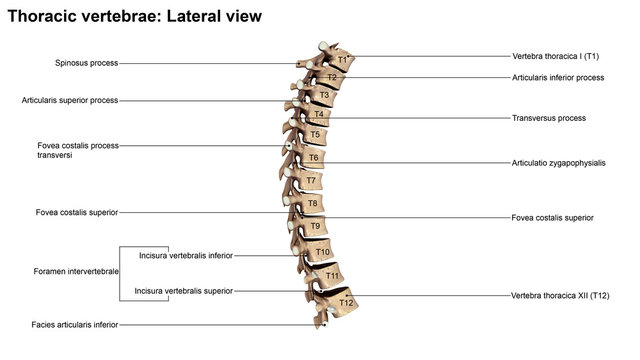 Thoracic Vertebrae_Lateral view