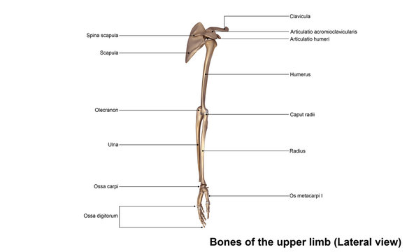 Bones of the upper limb (Lateral view)