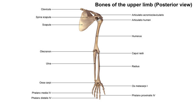Bones of the upper limb (Posterior view)