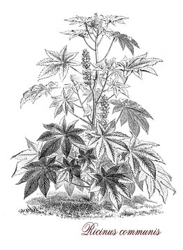 Ricinus communis, botanical vintage engraving. flowering plant known also as castor-oil-plant, from the seeds is produced castor oil used as motor lubricant and in medicine