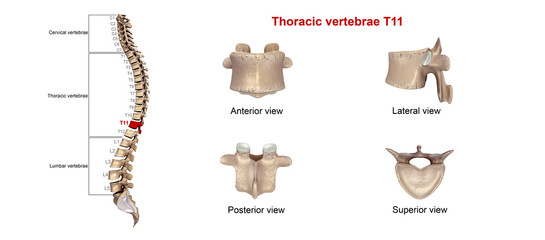 Thoracic vertebrae T11
