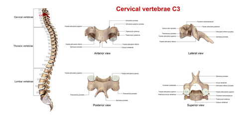Cervical vertebrae C3_With Lables