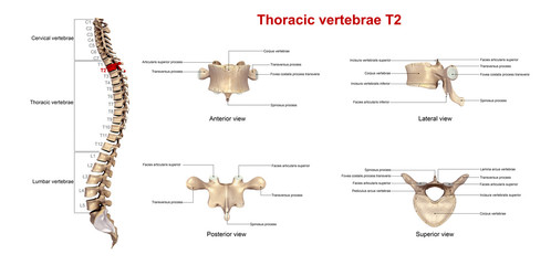 Thoracic vertebrae T2_With Lables