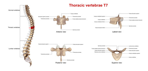 Thoracic vertebrae T7_With Lables