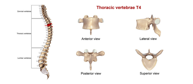 Thoracic vertebrae T04