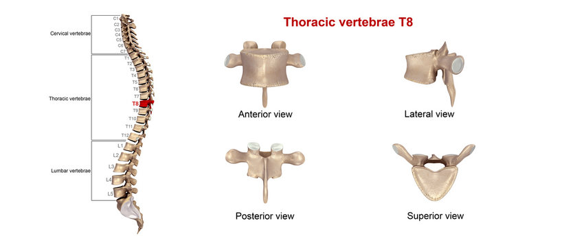 Thoracic vertebrae T08