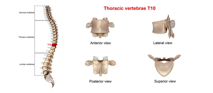 Thoracic vertebrae T 10