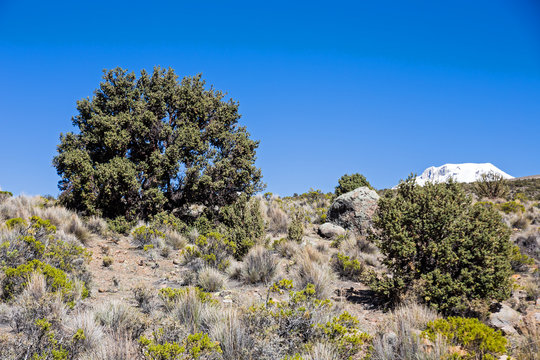 Quenoa forest on Natural Park of Sajama, Bolivia.