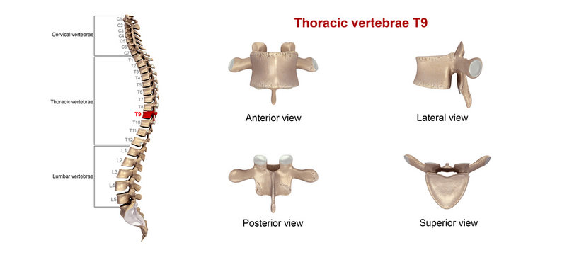 Thoracic vertebrae T 9