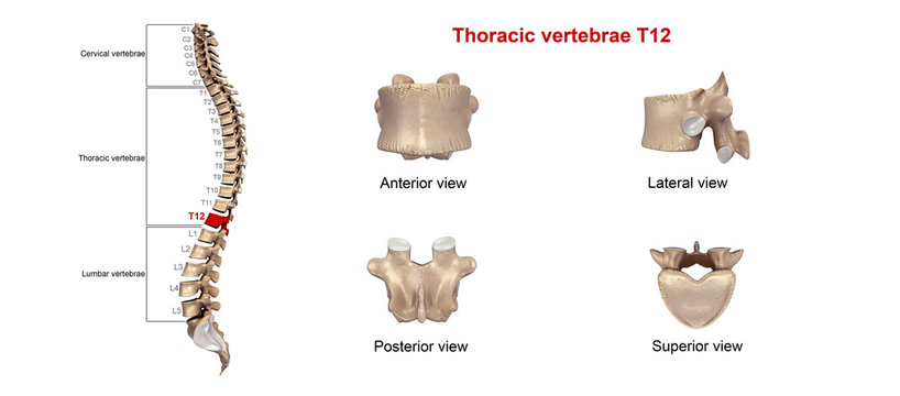 Thoracic vertebrae T 