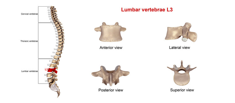 Lumbar vertebrae L3