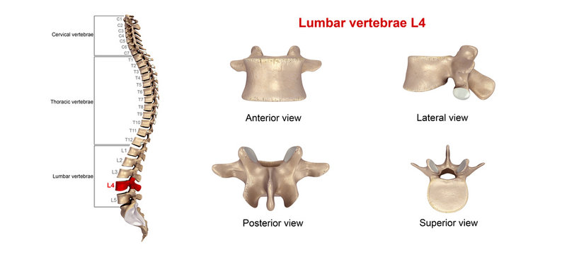 Lumbar vertebrae L4