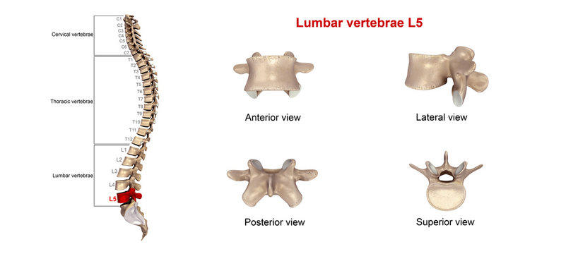 Lumbar vertebrae L5.