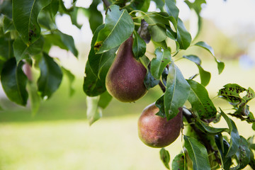 Pears on a tree