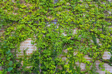 Old brick wall with green leaf