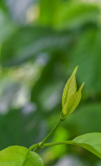 Obraz premium Plant abstract ,soft focus,blurred