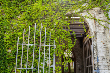 old steel door and a wall covered with green leaf