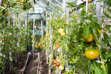 Tomatoes in a greenhouse