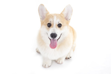 Corgi puppy isolated on a white background