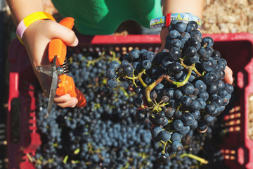  red wine grapes