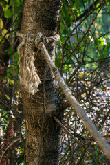 Rope Secure Tied Around Tree Trunk Strength Outdoors Morning