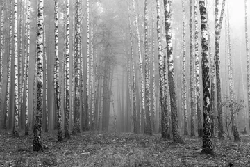 Zelfklevend Fotobehang birch forest, black-white photo, autumn landscape © yarbeer