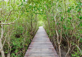 Wood boardwalk between Mangrove forest,Study nature trails