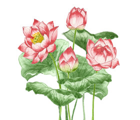 Bouquet of lotus flowers and leaves, Floral watercolor painting on isolate backgrounds.