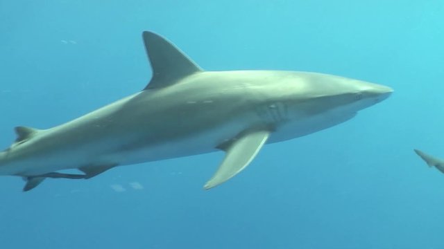 Dangerous Shark Underwater Video Cuba Caribbean Sea