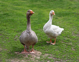 Geese on the green grass.