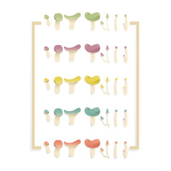 COLLECTION OF MUSHROOMS.